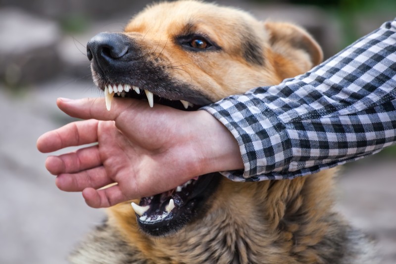 San Francisco Dog Bite Lawyers Picture of a Dog Biting a person's hand