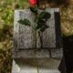 Photo of grave stone with red rose