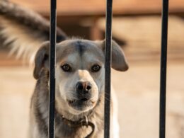 Photo of a growling dog behind a fence